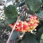 Viburnum lantana ഫലം