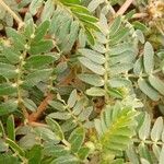 Tribulus terrestris पत्ता