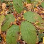 Rubus macrophyllus Blad