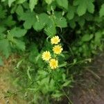 Lapsana communis 花