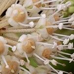 Fatsia japonica Flower