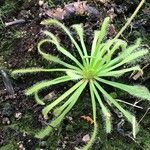 Drosera capensis Blad