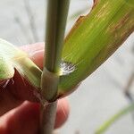 Phragmites karka Écorce