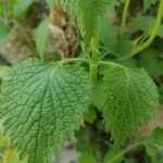 Lamium flexuosum List