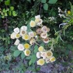 Helichrysum foetidum Blüte