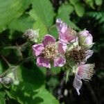 Rubus gratus 花