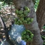 Ficus auriculata Fruit