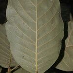Microdesmia arborea পাতা