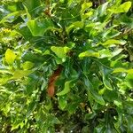 Stenocarpus sinuatus Levél