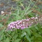 Buddleja davidiiफूल