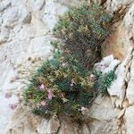 Dianthus rupicola Staniste