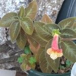 Episcia cupreataVirág