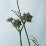 Oenanthe globulosa Frucht