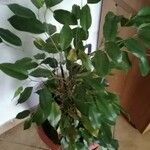 Ficus benjamina 形態