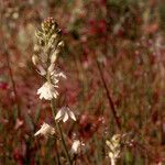 Odontostomum hartwegii Blomst