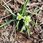 Chlorophytum tuberosum Habitus