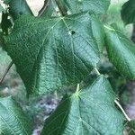 Tilia x europaea Blad