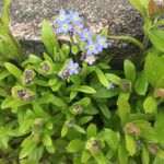 Myosotis arvensis Fleur