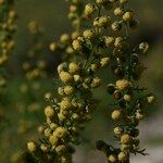 Artemisia chamaemelifolia Квітка