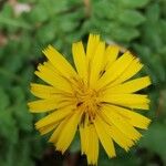 Aposeris foetida Flower