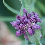 Tradescantia ohiensis Цвят