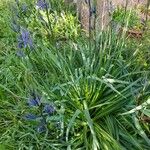 Camassia leichtlinii 整株植物