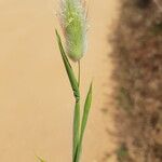 Lagurus ovatus Fleur