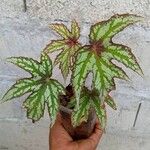 Begonia aconitifoliaBlad