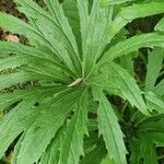 Syneilesis aconitifolia Hoja