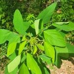 Desmodium tortuosum Yaprak