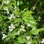 Pseudognaphalium californicum Blomst