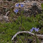 Scilla monophyllos Flower