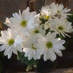 Chrysanthemum indicumΛουλούδι