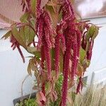 Amaranthus caudatus Flower