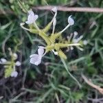 Plumbago zeylanica Flower