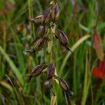Epipactis palustris Fruto