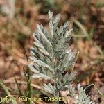 Artemisia armeniaca Hoja