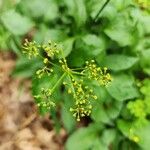 Zizia aurea Flower