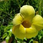 Allamanda cathartica Blüte