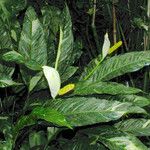 Spathiphyllum blandum Blüte