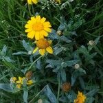 Glebionis segetum Flower