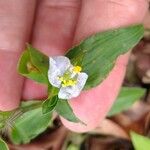 Commelina benghalensis 花