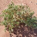 Tetraena fontanesii Habitatea