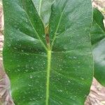 Philodendron burle-marxii Leaf