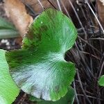 Adiantum reniforme Folio