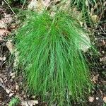 Festuca heterophylla Hoja