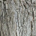 Acer saccharum Rinde
