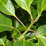 Ilex costaricensis Foglia