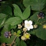 Rubus caesius Blüte