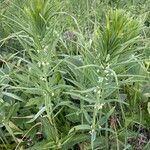 Polygonatum verticillatum 形態